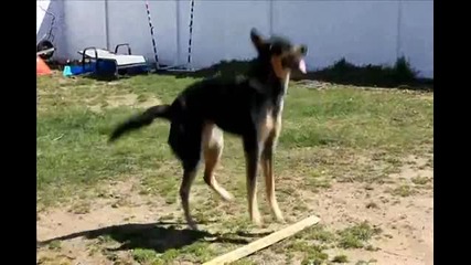 Куче скача на въже! (много смях)