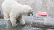 850-Pound Polar Bear Delivered Via FedEx