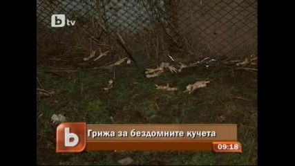 Граждани негодуват срещу храненето на бездомните кучета 