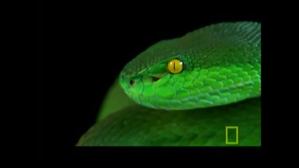 Deadly Venomous Viper