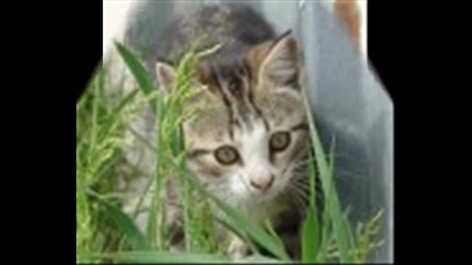 Сладки котенца и зайчета