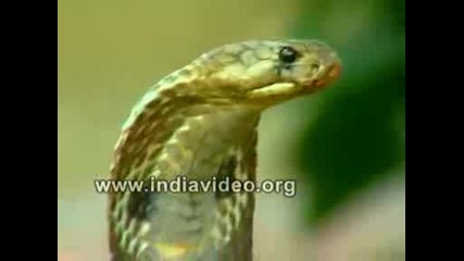 Змията вълшебник - Shamsuddin на Cherpulasseri