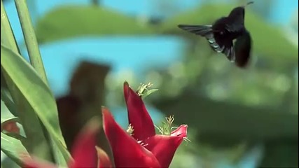 Amazing nature