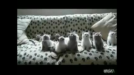 Котки