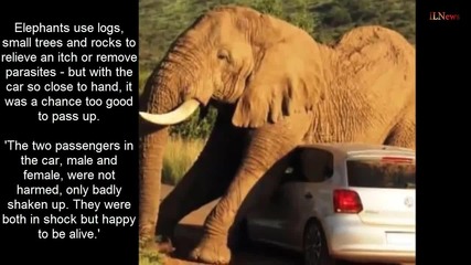 Слон използва автомобил за чесалка ( В него има туристи )