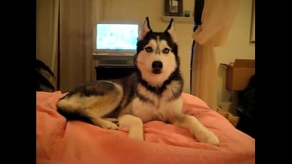 Хъски Казва I love you 