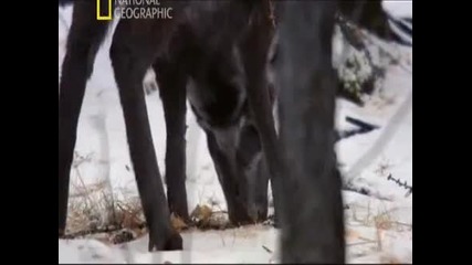 National Geographic. Дикая природа России. Сибирь. Ч.1 Hq