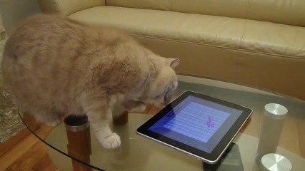 ipad Cat (=^.^=)