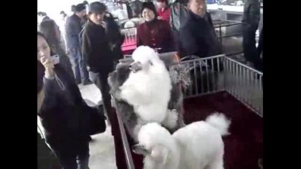 Пудел танцува на два крака