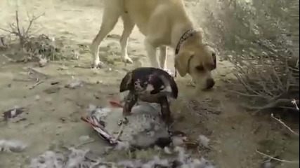 Сокол напада куче за да запази плячката си !