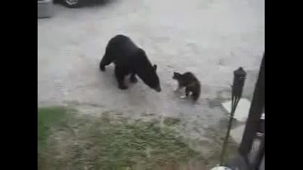 Котка срещу мечка - Безстрашна котка напада мечка!