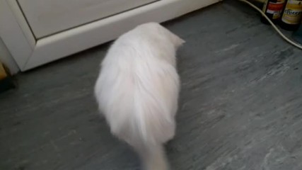 Бел в дебнене на муха