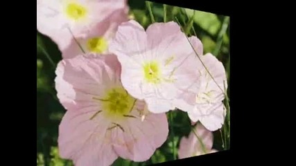 Instrumental Hymn Sweet Hour of Prayer