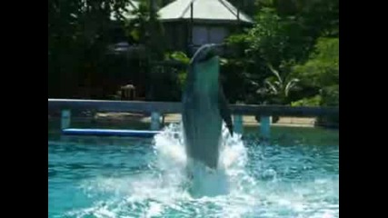 Неочаквана среща с делфини