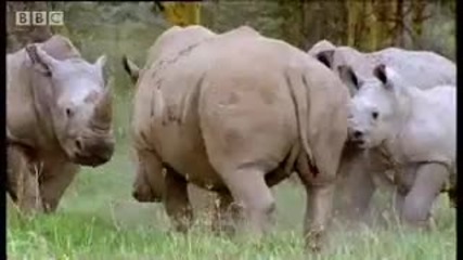 Rhinos look for love - animal mating rituals in the African jungle - Bbc wildlife 