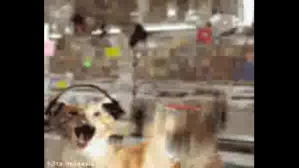 Crazy Лудата котка...