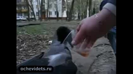 Птица - пияница