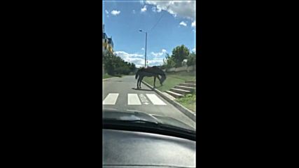 Свободно разхождащи се коне в старозагорски квартал