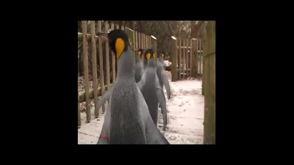 Пингвини - туристи 