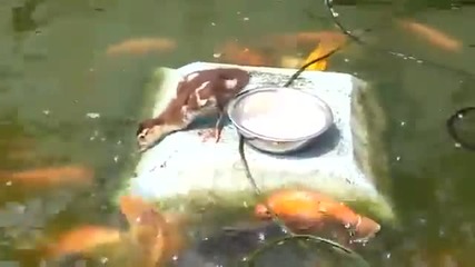 Малко патенце храни риби