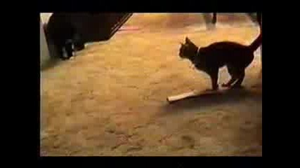 Говореща котка - много смях