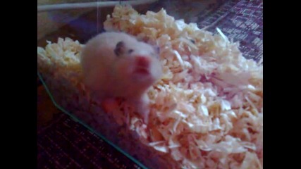 Hamster 