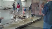 mnogo silni pitbuli