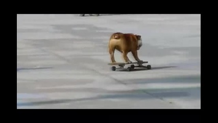 куче кара скейтборд