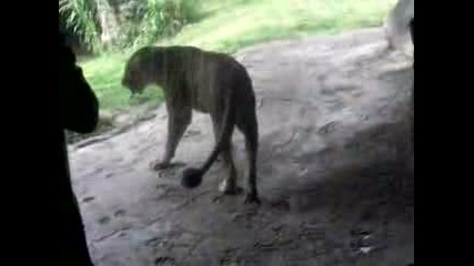 Lion Attack At Bush Gardens Tampa Bay