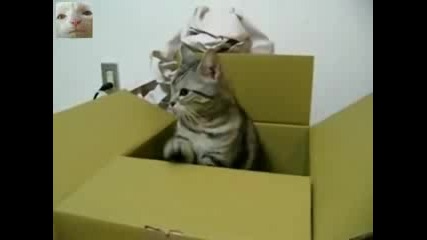 Котка изпраща Sos сигнал