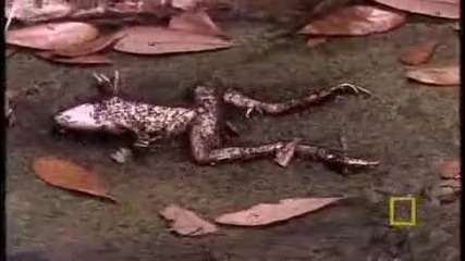 Ng Red Fire Ants 