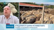 Симеон Караколев: От началото на годината огнищата на шарка по животните са около 60
