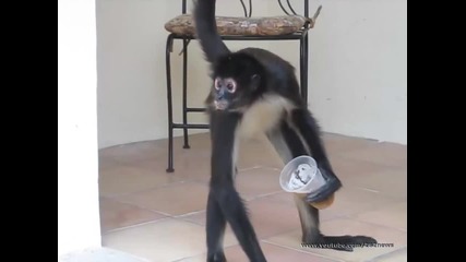 Маймуна пие бира от чаша