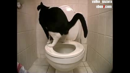 Котка ходи по голяма нужда в тоалетната 