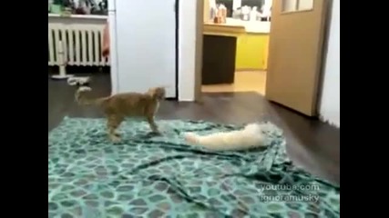 Смешна битка между коте и норка