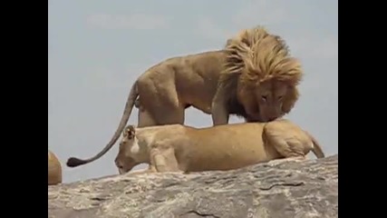 два лъва на върха на скала се чифтосват 