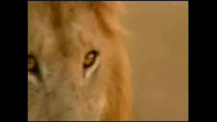 National Geographic - Гепард и Лъв