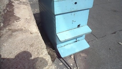 Първия рой за 2012 г.