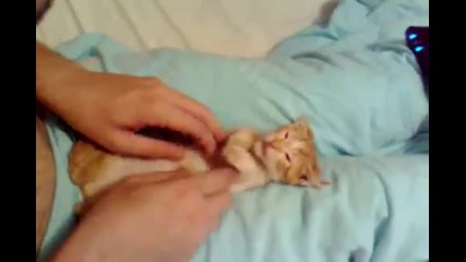 Surprise Kitty Cute