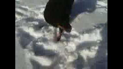 Mirra and the first snow