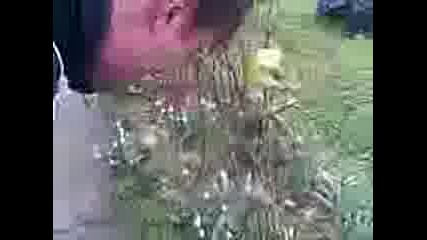 Кукуруза