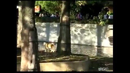 Малка сърничка сама се спасява от лъв 