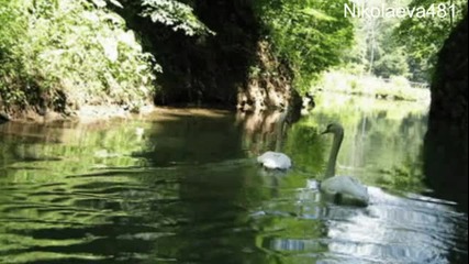 Шарки От България- Елица И Стунджи