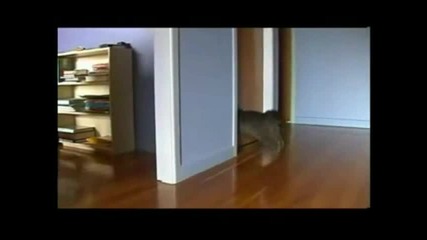 Tokyo Cat Drift w Music 