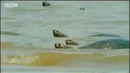 Bbc Jungle Beaches in the Amazon 