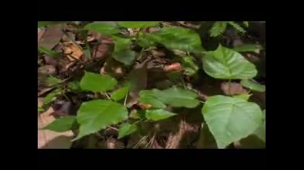 The Magic Of Bulgarian Voices Music - Trio Bulgarka - Tri Bulbula Peiat 3 Nightingales Singing - You