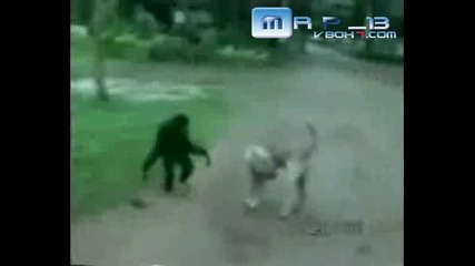 Маймуна Се Ебава С Куче