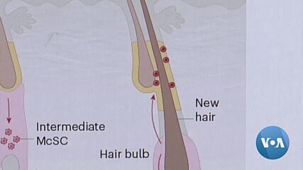 Учени разкриха как могат да преборят побеляването на косата