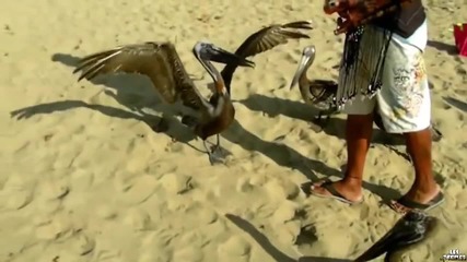 Диви пеликани изпълняват трикове!