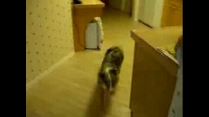 Well Trained Dog